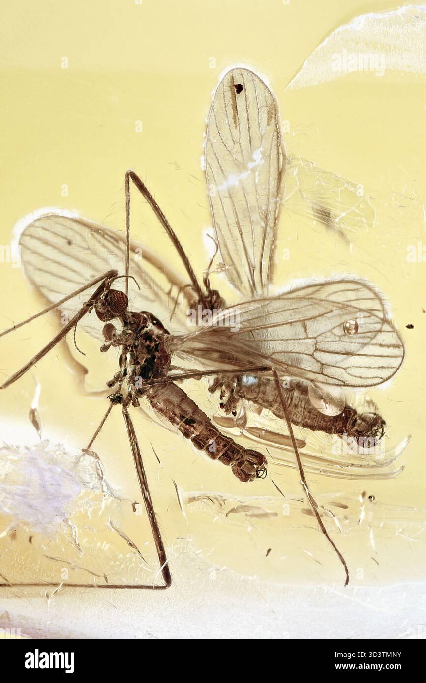 Zwei Limoniidae-Kraniche fliegen zusammen und wunderschön in baltischem Bernstein erhalten, mit langen Beinen und zarten Flügeln Stockfoto