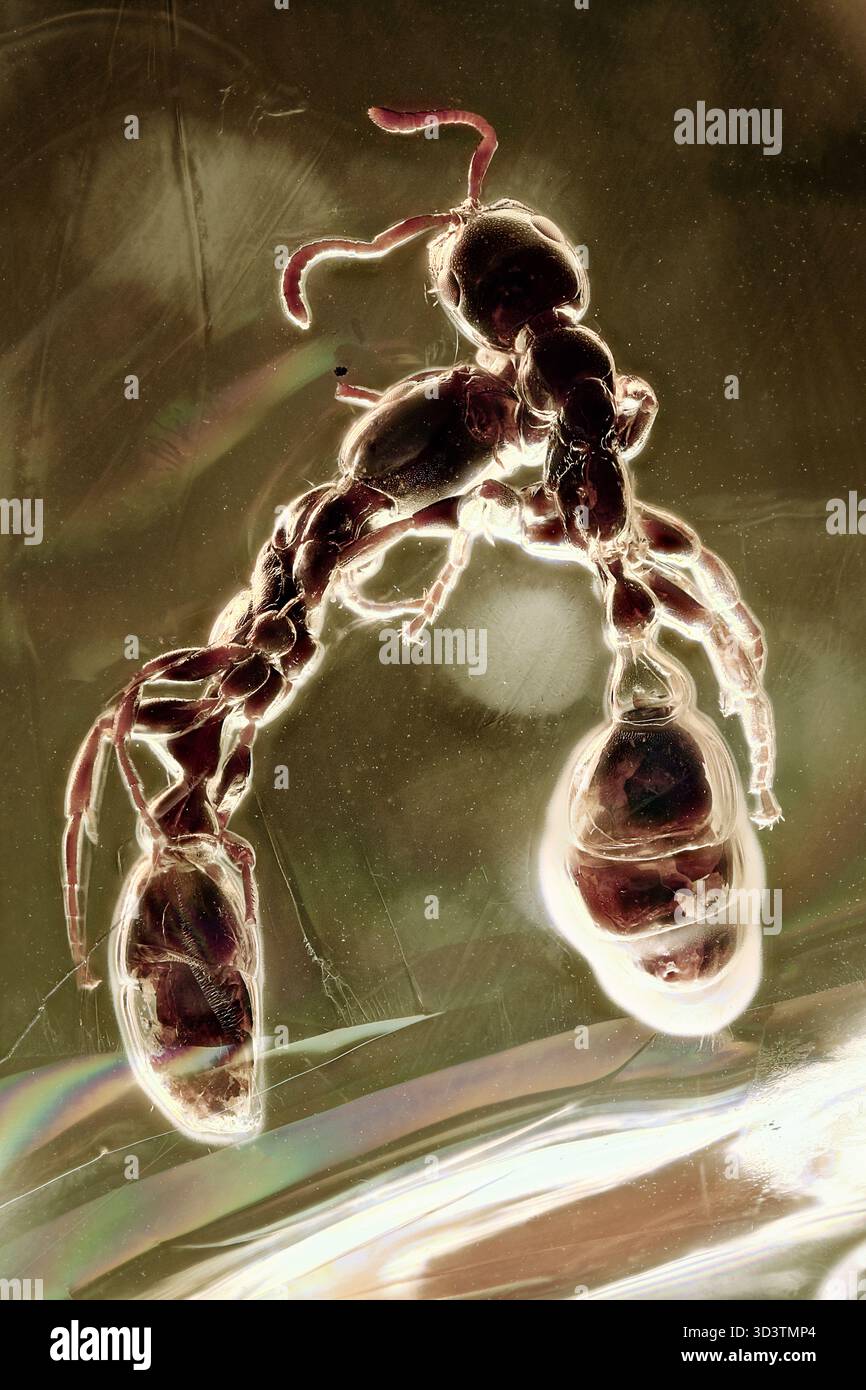 Zwei wunderschön erhaltene Myrmicinae Ameisen in baltischem Bernstein, die anscheinend beißen oder miteinander interagieren, aus nächster Nähe Stockfoto