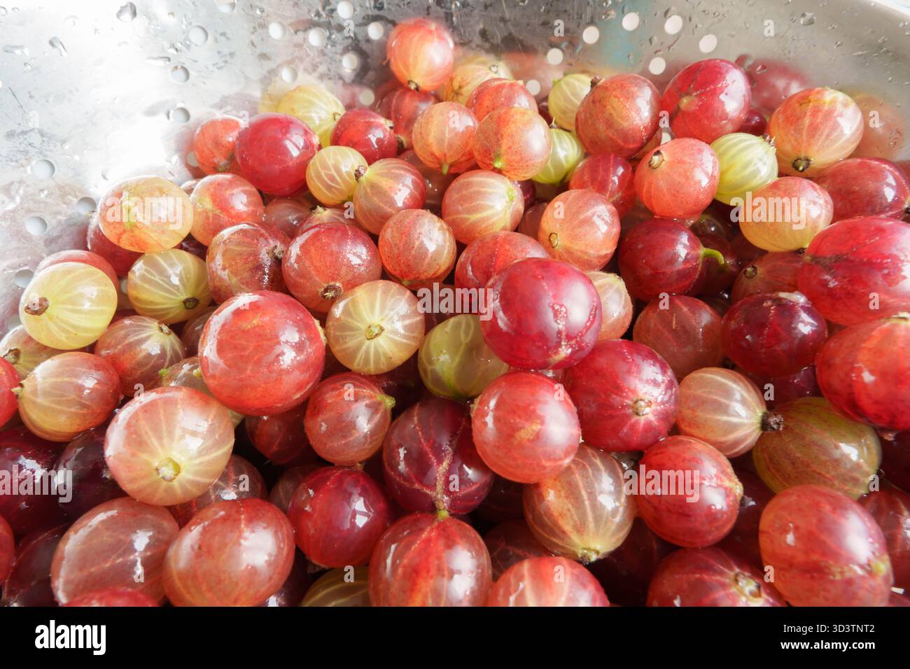 Eine Schüssel aus Metall mit Stachelbeeren in verschiedenen Farben. Einige Beeren sind mit feinen Wassertröpfchen bedeckt. Der Hintergrund ist verschwommen, um die Akzente zu verstärken Stockfoto