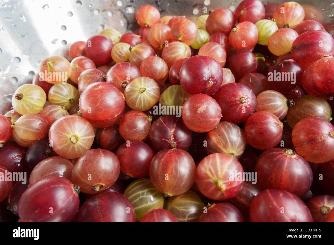 Eine Schüssel aus Metall mit Stachelbeeren in verschiedenen Farben. Einige Beeren sind mit feinen Wassertröpfchen bedeckt. Der Hintergrund ist verschwommen, um die Akzente zu verstärken Stockfoto
