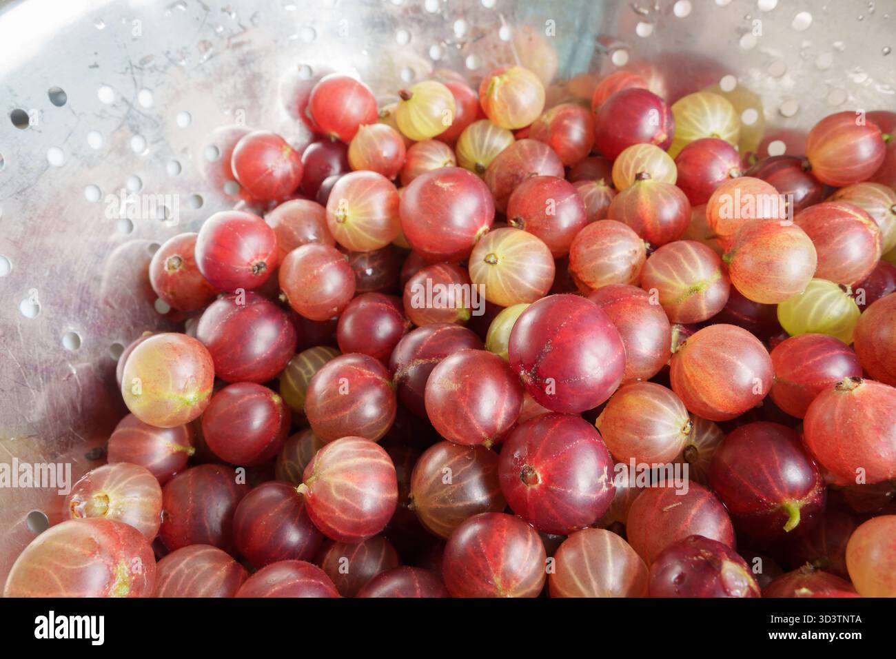 Eine Schüssel aus Metall mit Stachelbeeren in verschiedenen Farben. Einige Beeren sind mit feinen Wassertröpfchen bedeckt. Der Hintergrund ist verschwommen, um die Akzente zu verstärken Stockfoto
