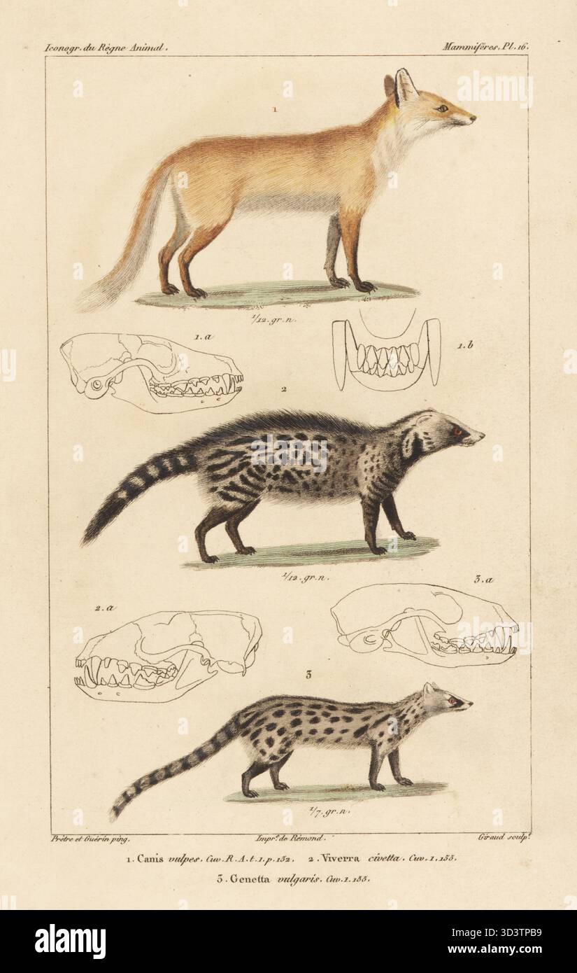 Rotfuchs, Vulpes vulpes 1, afrikanischer Zivet, civettictis civetta 2 und gemeiner genet, Genetta genetta 3. Handkolorierter Kupferstich von Eugene Giraud nach einer Illustration von Felix-Edouard Guérin-Méneville und Jean-Gabriel Pretre aus Guérin-Ménevilles Iconographie du règne Animal de George Cuvier, Ikonographie des Tierreiches von George Cuvier, J. B. Bailliere, Paris, 1829–1844. Stockfoto