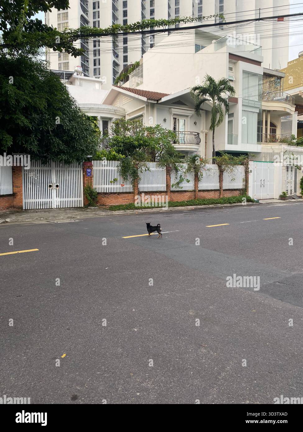 Ein kleiner schwarzer Hund steht allein in der Mitte einer städtischen Straße in Vietnam, mit moderner Architektur, weißen Zäunen und grünem Laub im Hintergrund Stockfoto