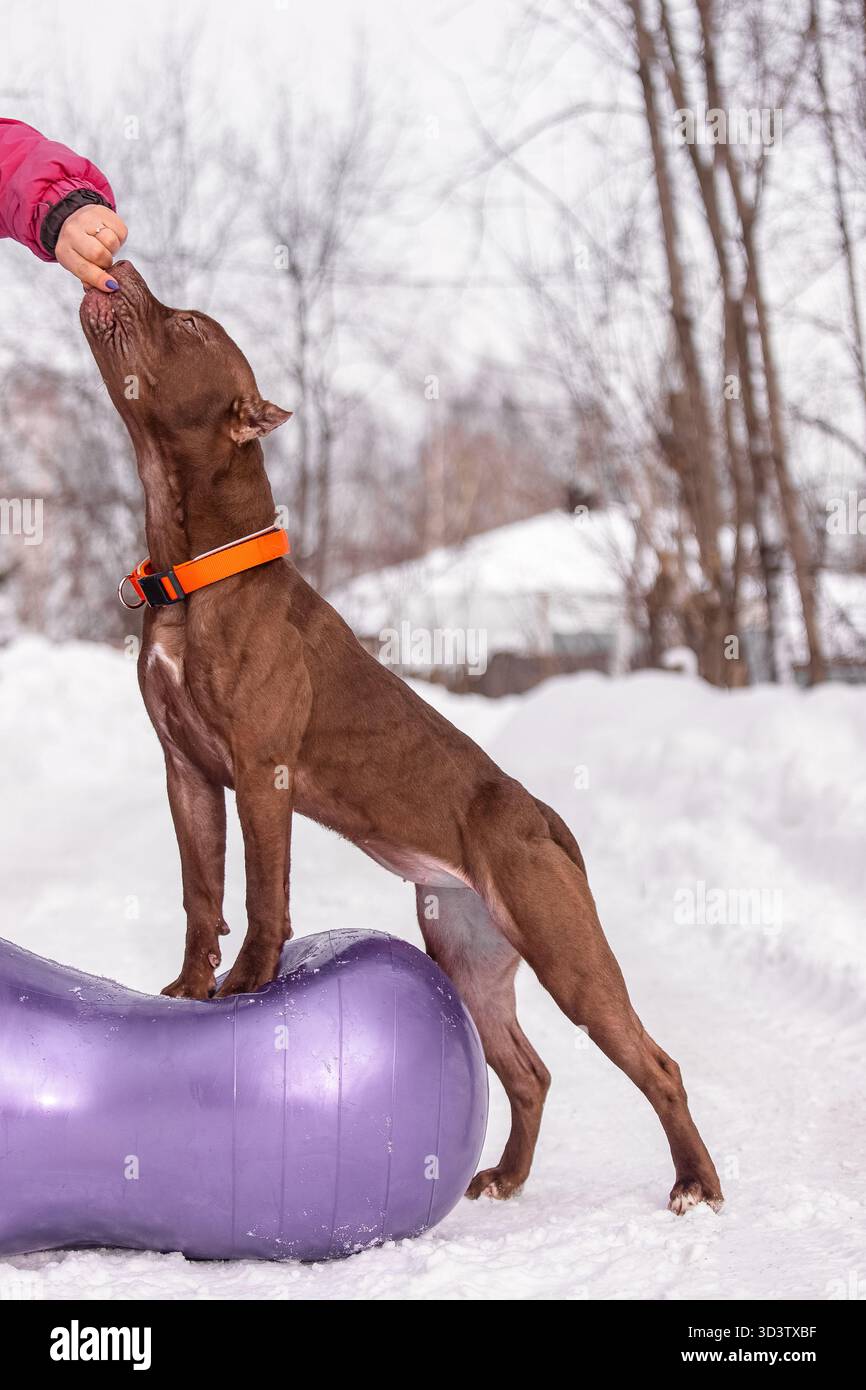 Sportlicher brauner Hundeschwulst mit orangefarbenem Kragen, der während des Wintertrainings draußen auf einem violetten Balanceballball steht. Stockfoto