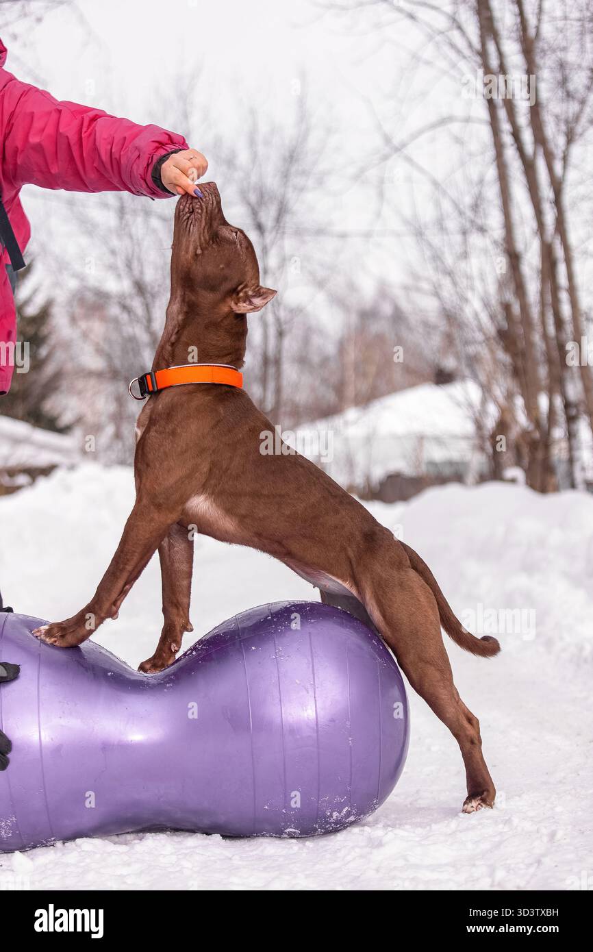 Brauner athletischer Hundelpitbull dehnt sich auf einem lila Balanceball während des schneebedeckten Outdoor-Workouts mit einem Hundeführer, der Leckerbissen anbietet. Stockfoto