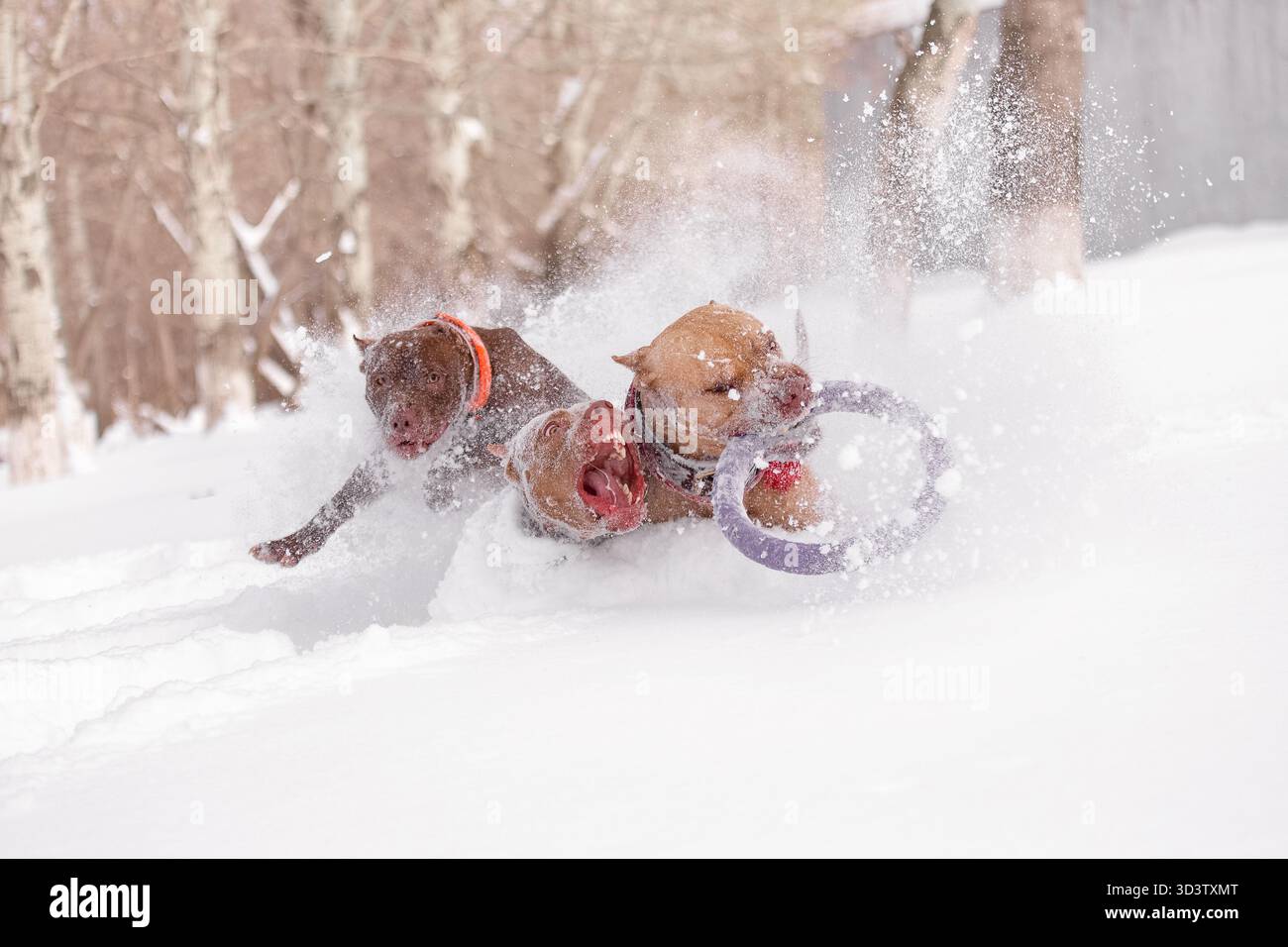 Drei energiegeladene Hunde Pitbull springen durch den Schnee und jagen lila Ring Spielzeug während des Winterspiels. Stockfoto