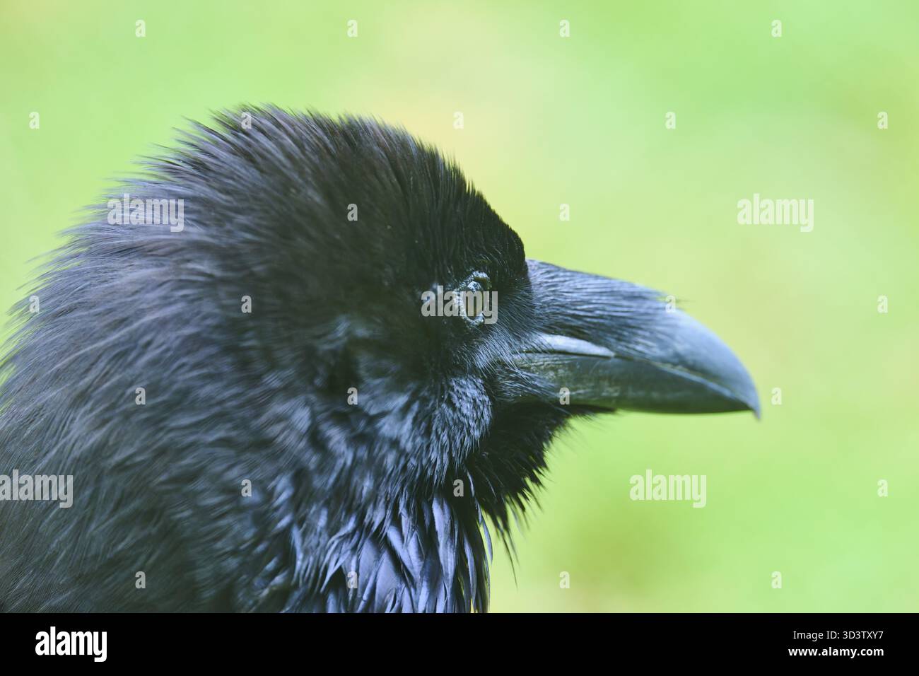 Nahaufnahme eines schwarzen Raben vor einem verschwommenen grünen Hintergrund, Raben (Corvus corax), Deutschland Stockfoto