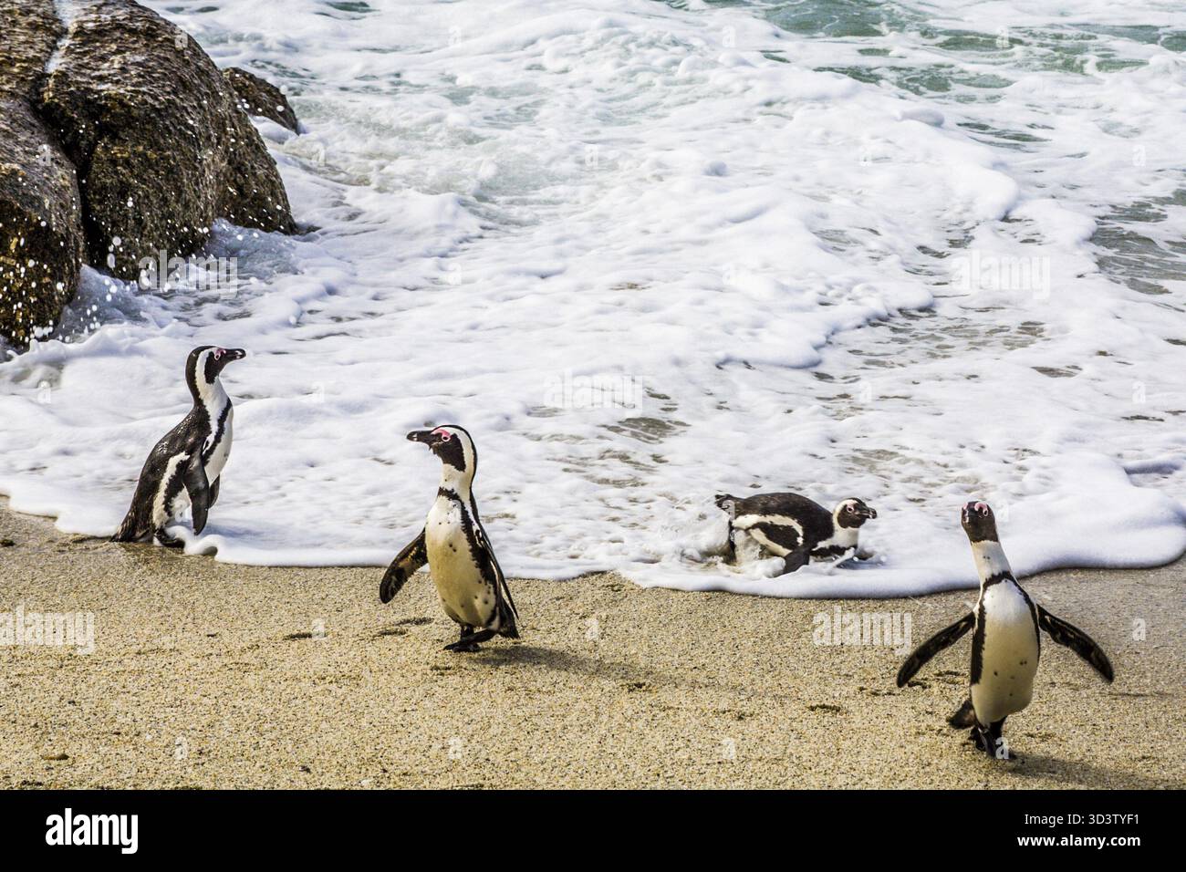 Jackass-Pinguine (Spheniscus demersus) am Boulders Beach mit über 2000 Tieren, Kap-Halbinsel, Südafrika, Simon's Town, Westkap Stockfoto