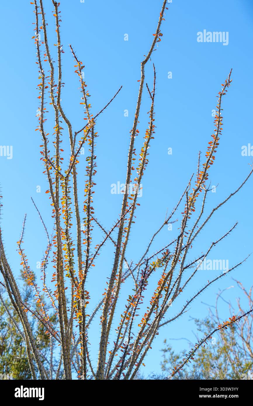 Die Blätter der Ocotillo-Pflanze blühen orange und rot (Fouquieria splendens) senkrecht Stockfoto