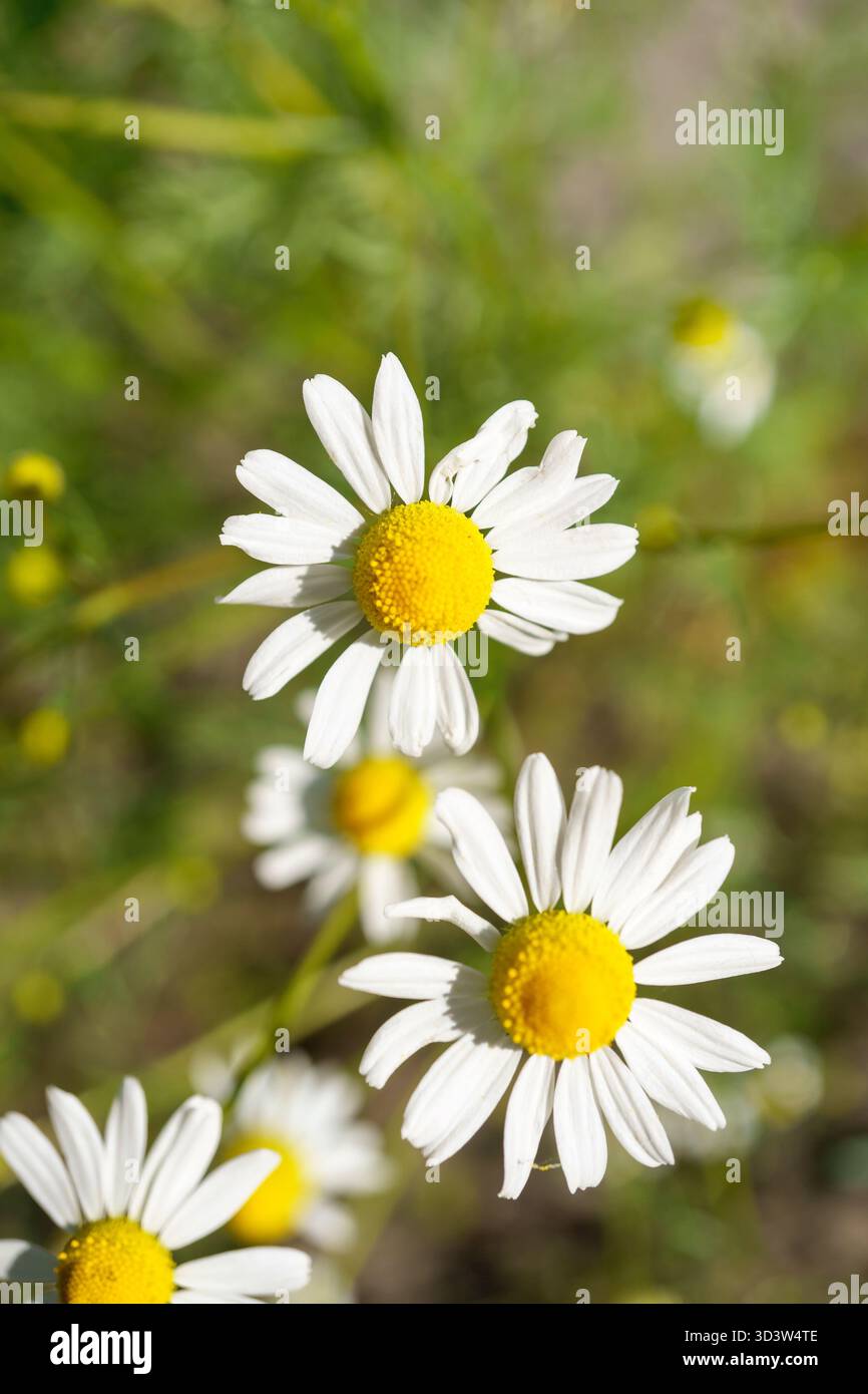 Kamille in einem sonnigen Garten für gesunde Tees. Fotografiert in der Natur mit natürlichem Sonnenlicht. Selektiver Fokus und Nahaufnahme. Makrofotografie Stockfoto