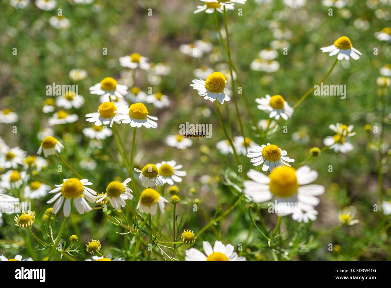 Kamille in einem sonnigen Garten für gesunde Tees. Fotografiert in der Natur mit natürlichem Sonnenlicht. Selektiver Fokus und Nahaufnahme. Makrofotografie Stockfoto