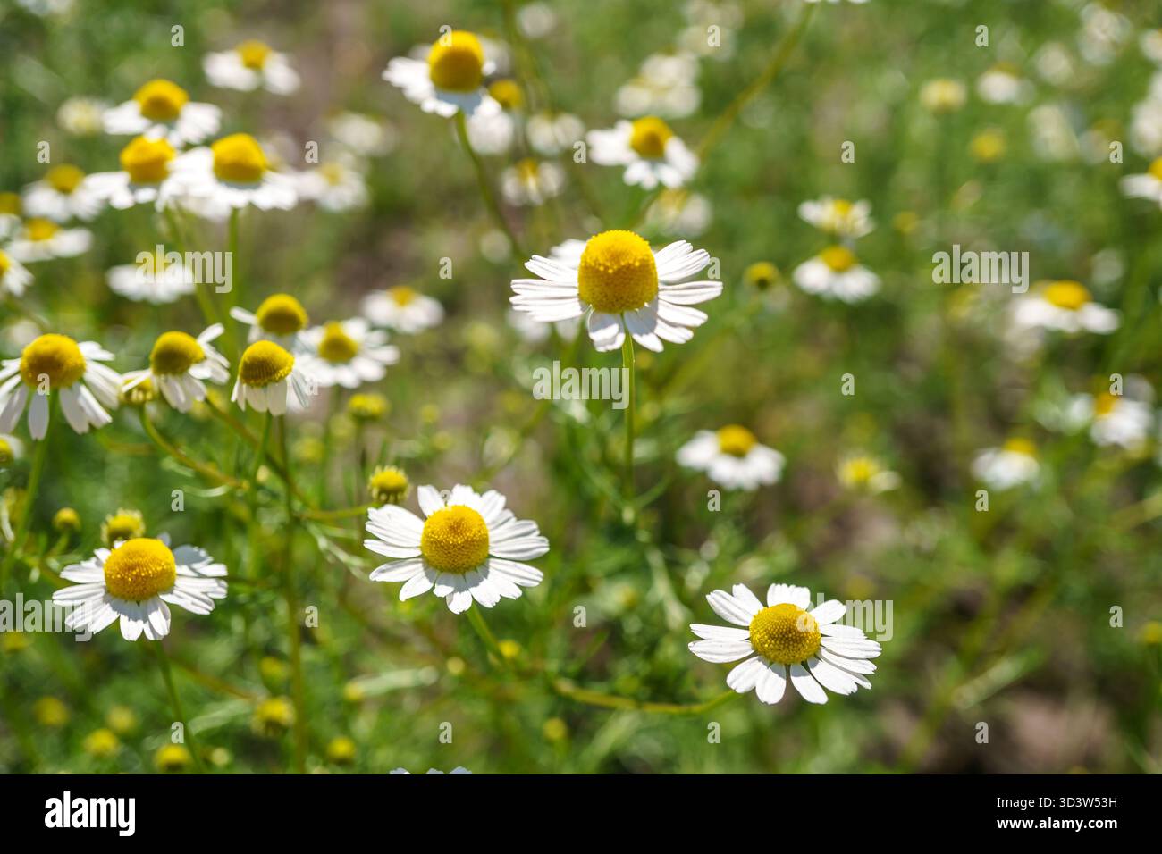 Kamille in einem sonnigen Garten für gesunde Tees. Fotografiert in der Natur mit natürlichem Sonnenlicht. Selektiver Fokus und Nahaufnahme. Makrofotografie Stockfoto