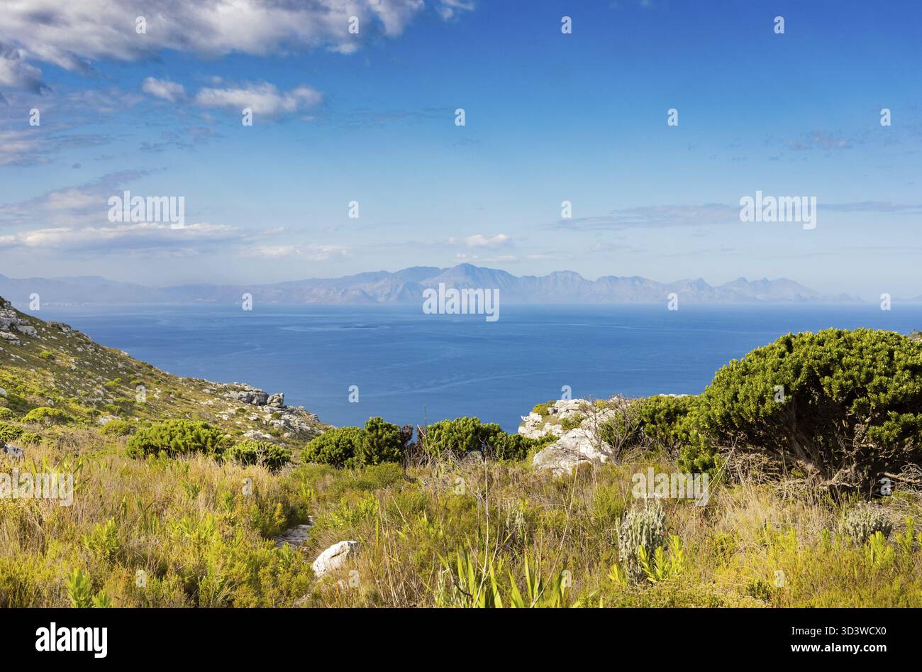 Küstenberglandschaft mit Fynbos Flora in Kapstadt Südafrika, Kapstadt, Südafrika Stockfoto