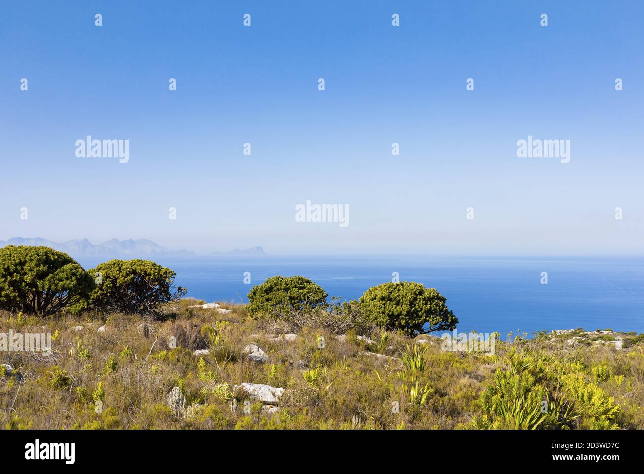 Küstengebirgslandschaft mit Fynbos-Flora in Kapstadt Südafrika Stockfoto
