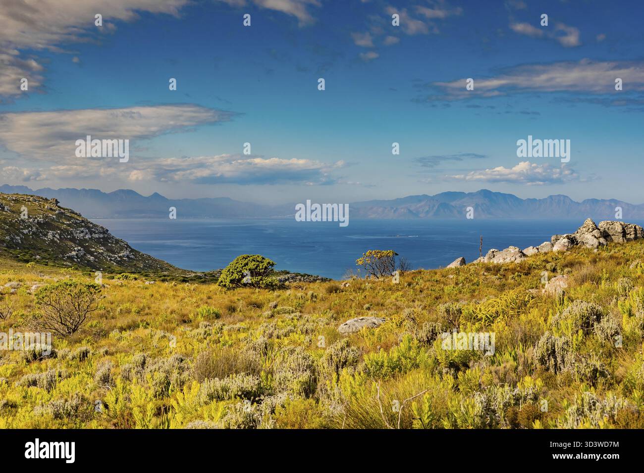 Küstengebirgslandschaft mit Fynbos-Flora in Kapstadt Südafrika Stockfoto