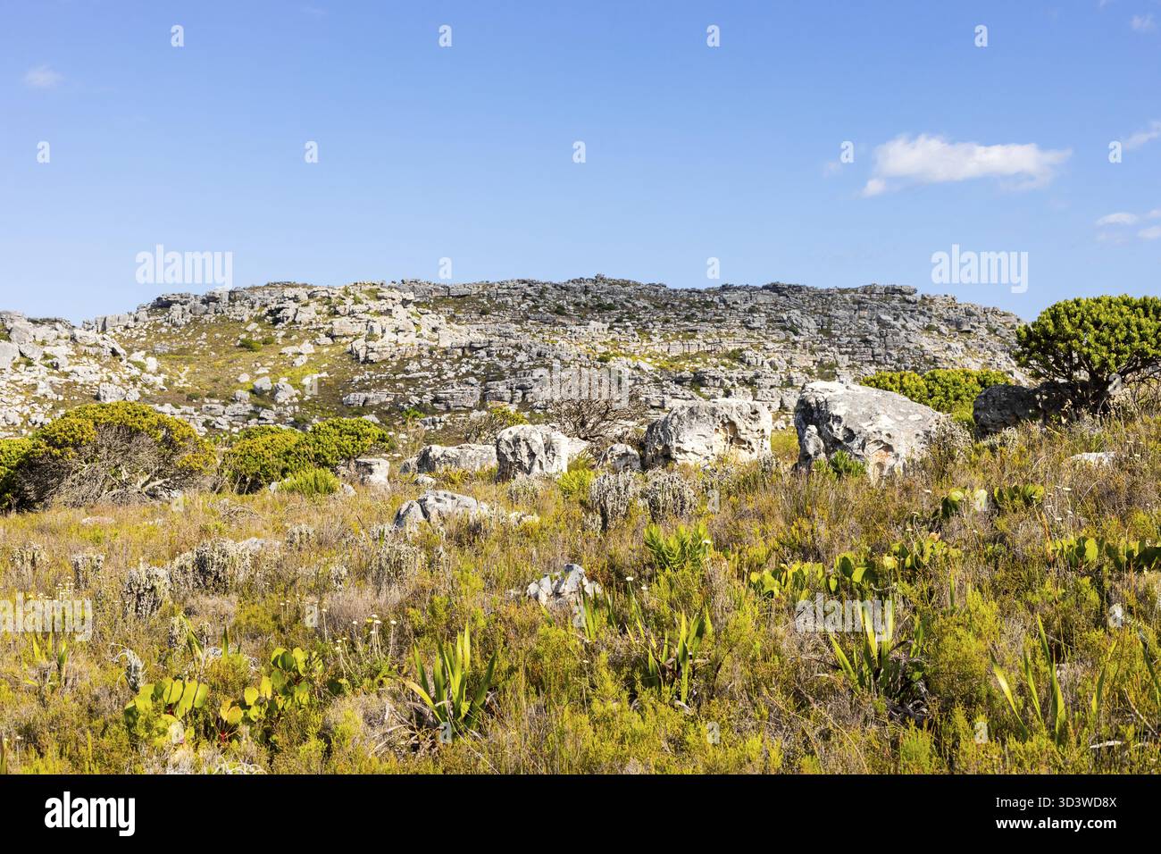 Zerklüftete Berglandschaft mit Fynbos-Buschflora in Kapstadt Südafrika, Kapstadt, Südafrika Stockfoto