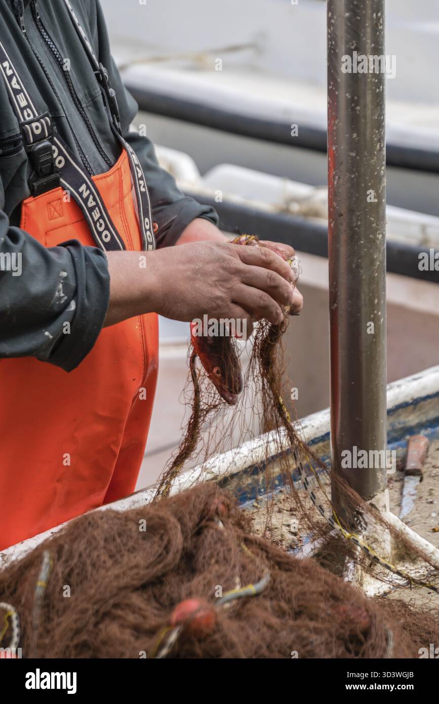 Dubrovnik, Kroatien - April 2018: Fischer entwirrung Fisch im Netz gefangen Stockfoto