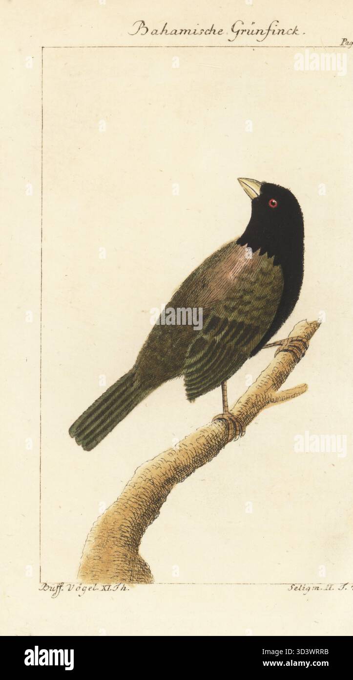 Schwarze Grasquit, Melanospiza zweifarbig. Der bahamische Grünfink, Bahama Spatzen, Cici verdinère, Fringilla bicolor, Chloris bahamensis. Handkolorierter Kupferstich nach einer Illustration von Johan Seligmann aus Bernhard Christian Ottos Ausgabe von Comte de Buffons Naturgeschichte der Vogel, Naturgeschichte der Vögel, Ben Joachim Pauli, Berlin, 1785. Stockfoto