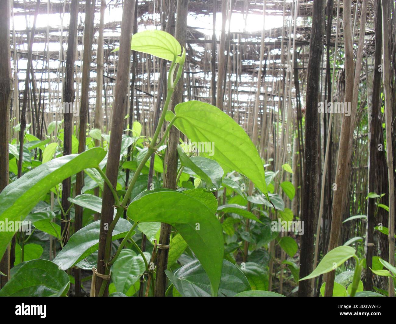 Betelblätter - Ein Symbol für Tradition, Frische und Kulturerbe Stockfoto