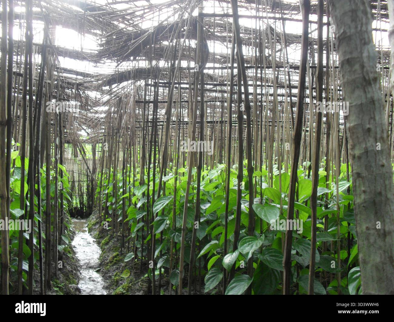 Betelblätter - Ein Symbol für Tradition, Frische und Kulturerbe Stockfoto