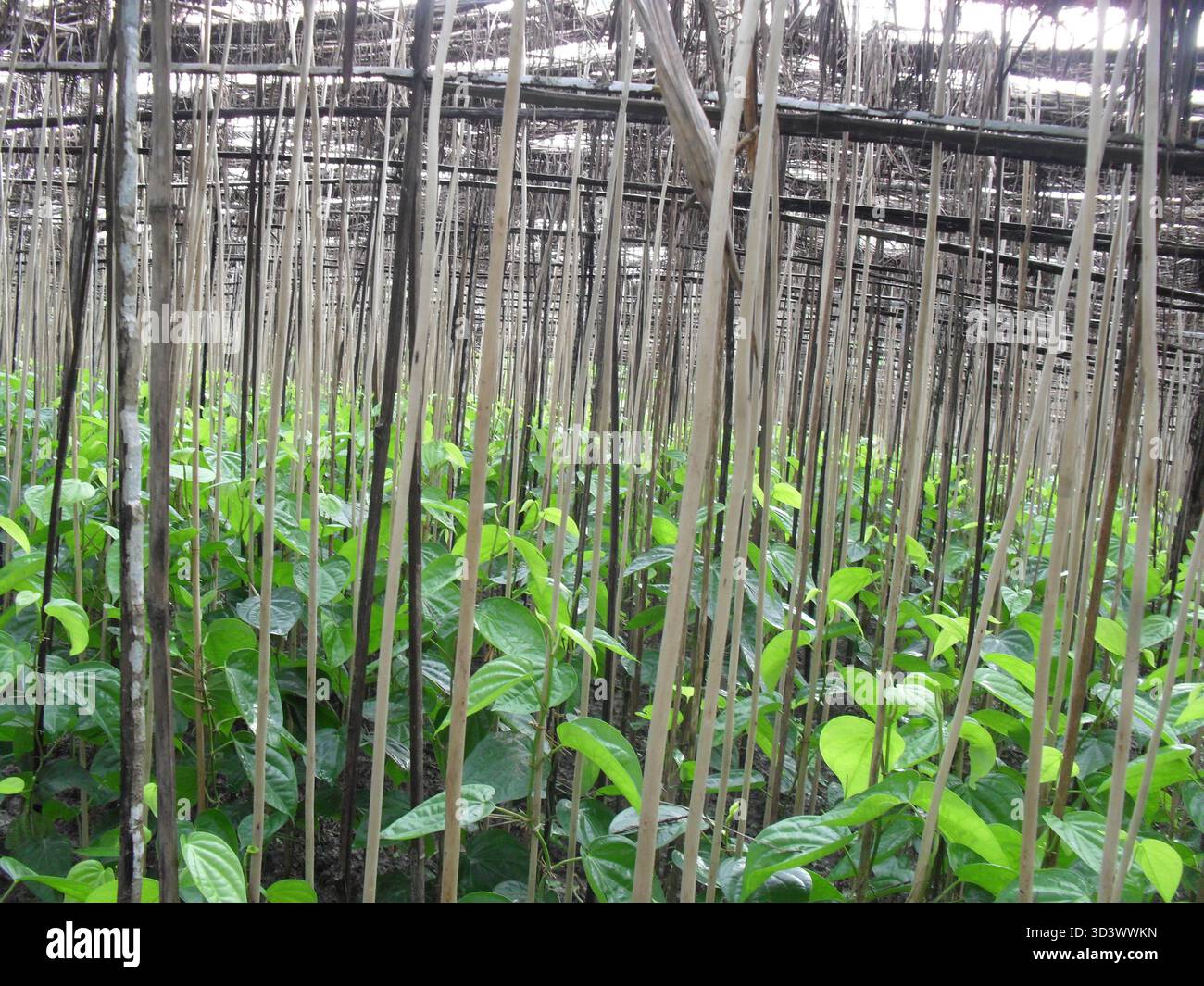 Betelblätter - Ein Symbol für Tradition, Frische und Kulturerbe Stockfoto