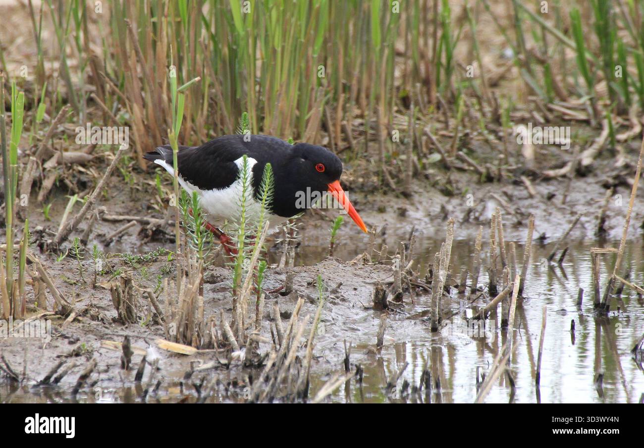 Austernfänger, Haematopus ostralegus, auf der Suche nach Nahrung. Aufgenommen in Suffolk, England. Stockfoto
