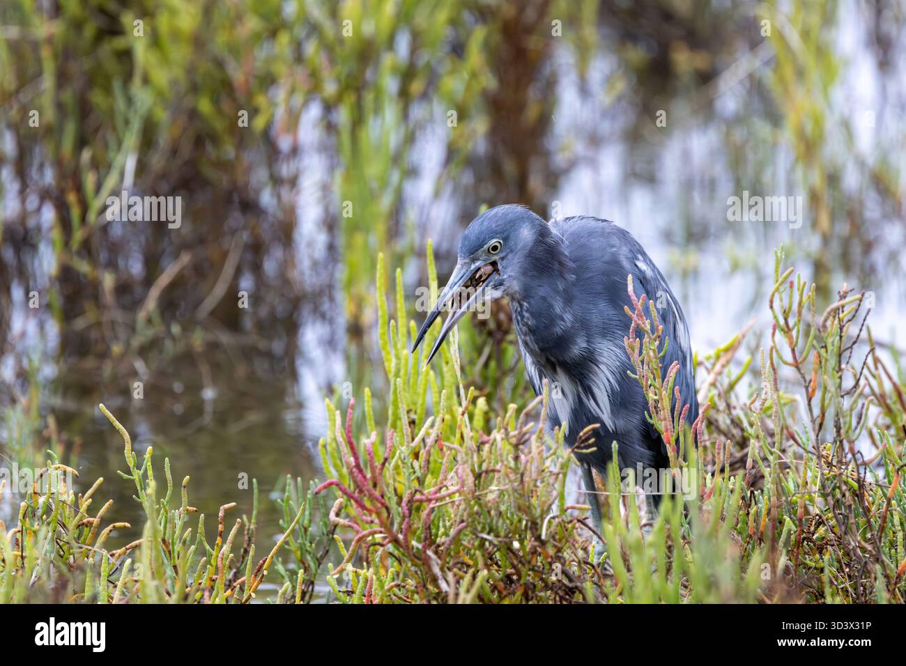Der kleine Blaureiher isst Krabben in der Sumpfvegetation Stockfoto