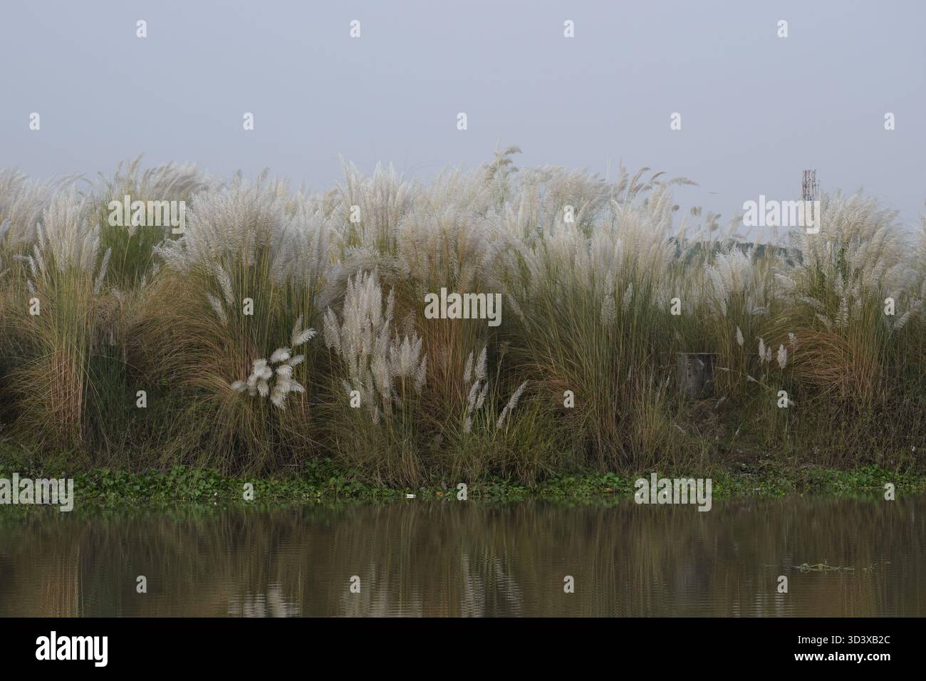 Wild Sugarcane - das anmutige Gras der Flüsse und offenen Felder Stockfoto