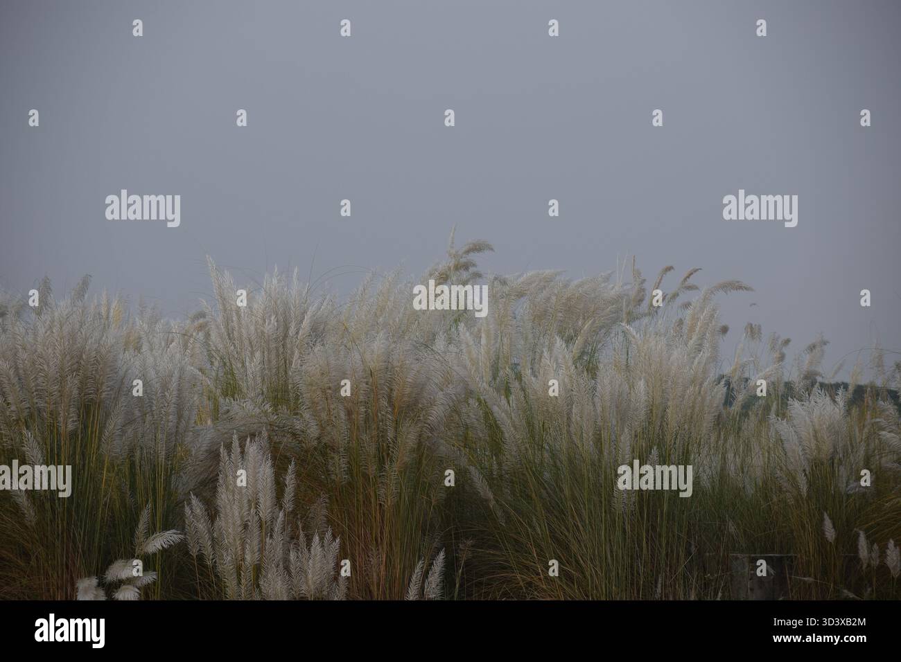 Wild Sugarcane - das anmutige Gras der Flüsse und offenen Felder Stockfoto