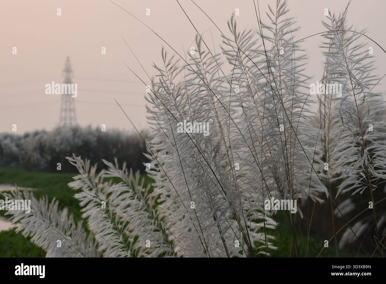 Wild Sugarcane - das anmutige Gras der Flüsse und offenen Felder Stockfoto