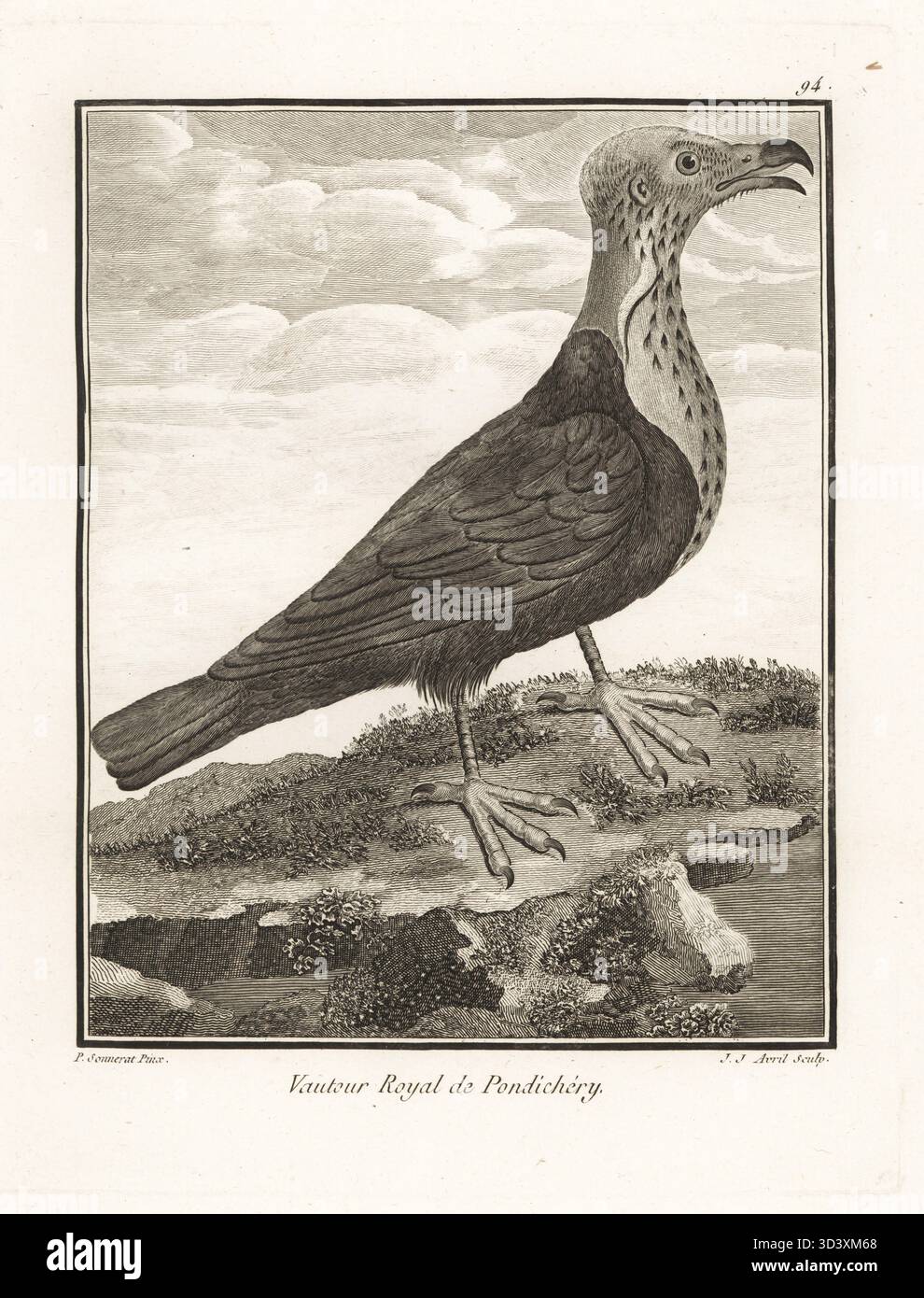 Rotgeier, asiatischer Königsgeier, indischer Schwarzgeier oder Pondicherry-Geier, Sarcogyps calvus. Kritisch gefährdet. Vautour Royal de Pondichery. Kupferstich von J. J. Avril nach einer Illustration von Pierre Sonnerat aus seiner Voyage aux Indes Orientales et à la Chine (Voyage to the East Indies and China, Dentu, Paris, 1806). Stockfoto