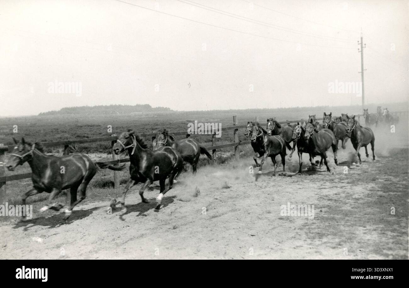 1926 trafen mehrere Pferde auf einer Sandstraße in der Nähe der Ställe des Depots Remount in Milligen, Niederlande, wo niederländische Soldaten sie ausbilden sollten. Stockfoto