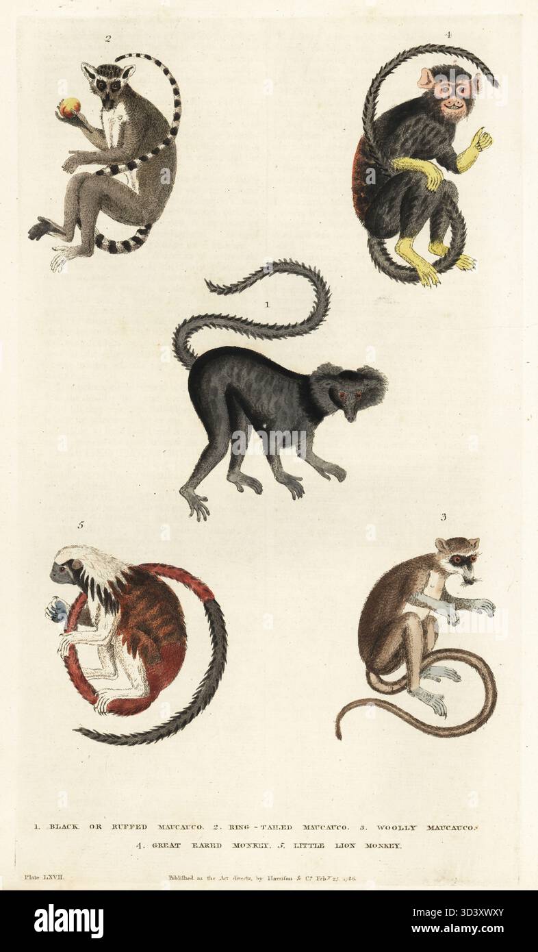 Gefährdeter Schwarzlemur, Eulemur macaco 1, Ringschwanzmaucauco, Lemur catta 2, östlicher Wolllemur, Avahi laniger 3, Tamarin mit goldener Hand, Saguinus midas 4 und kritisch gefährdeter Tamarin mit Baumwollspitze, Saguinus oedipus 5. Handkolorierter Kupferstich von Moses Harris aus William Frederic Martyn's A New Dictionary of Natural History, Harrison, London, 1785. Pseudonym von William Fordyce Mavor, schottischer Priester, Lehrer und Schriftsteller, 1758-1837. Stockfoto