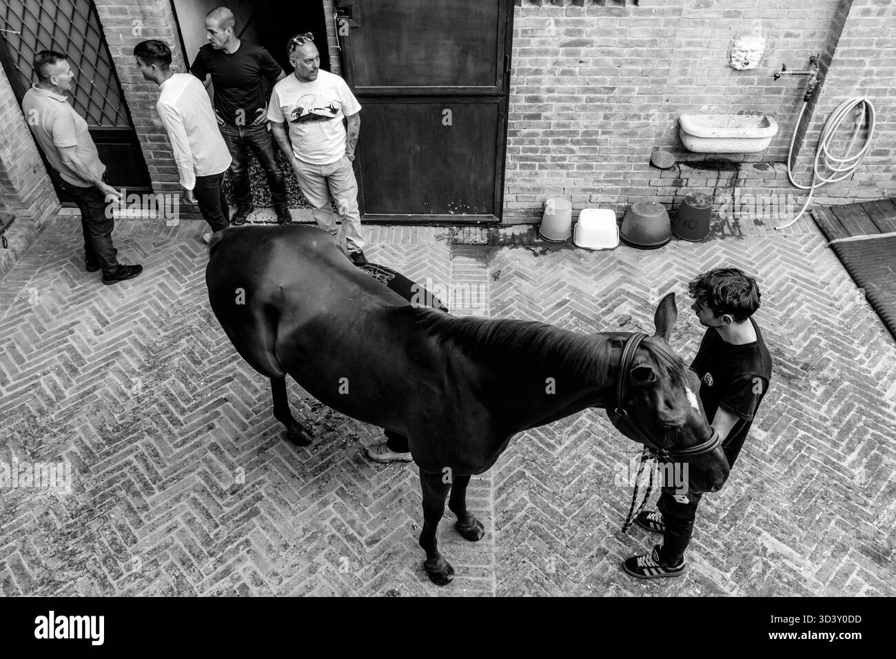 Die Lupa (She Wolf) Contrada Bereiten Ihr Pferd Auf Ein Abendliches Testrennen Im Contrada-Stall Während Der Vier Tage Des Palio In Siena, Italien Vor. Stockfoto