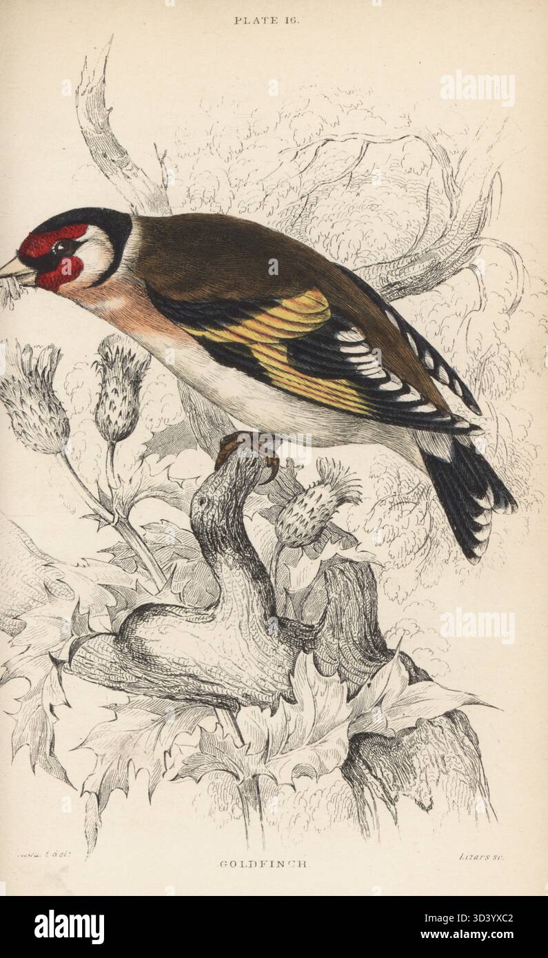 Eurasischer Goldfink, Carduelis carduelis. Gewöhnlicher Goldfink, Carduelis elegans. Handkolorierter Stahlstich von William Lizars nach einer Illustration von James Stewart aus Sir William Jardine's Ornithology, British Birds, Incessores, Vol. XXV der Naturalismusbibliothek, W. H. Lizars, Edinburgh, 1843. Stockfoto
