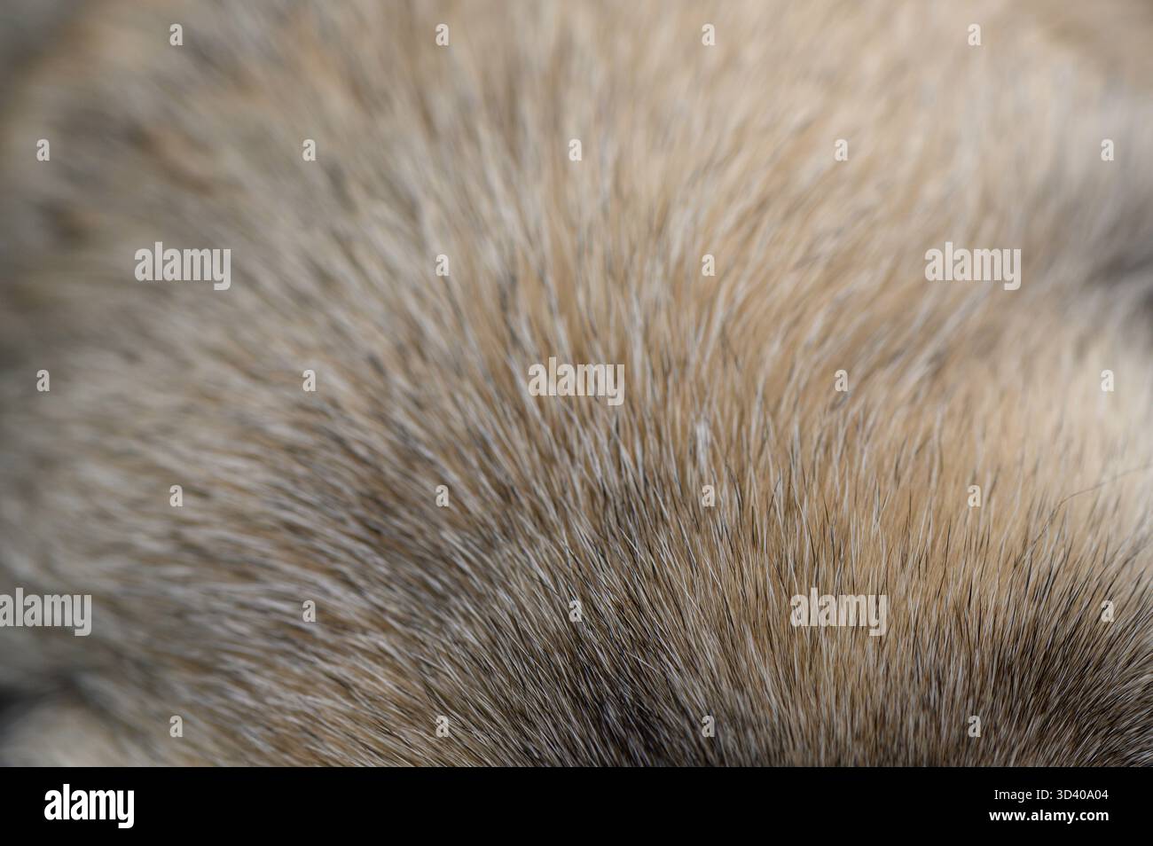 Nahaufnahme von Mops mit welligen Fasern und natürlichem Glanz. Sanfte Töne und voluminöse Textur unterstreichen die Niedlichkeit des Hundes und eignen sich für Illustrationen Stockfoto