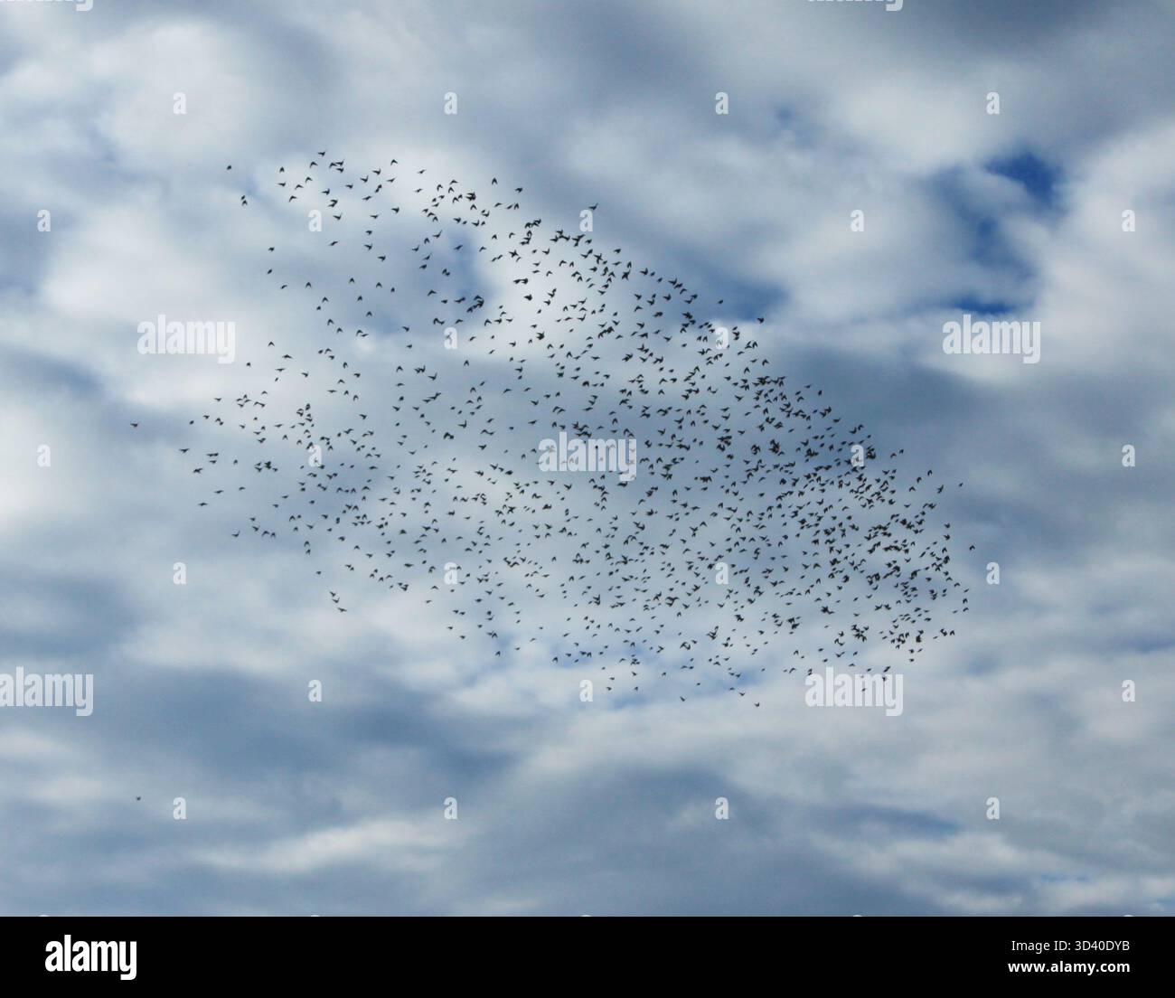 Eine Schar von Starnen wirbelt anmutig am Himmel und bildet faszinierende Muster vor einem Hintergrund aus weichen Wolken und Blautönen Stockfoto
