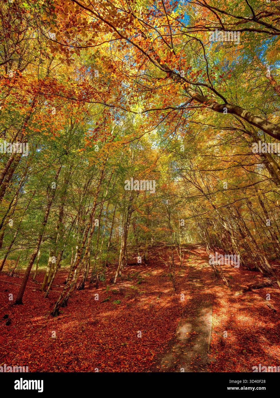 Ein Blick auf einen sonnigen Morgen im Herbst auf den Wald entlang des Derwent Walk Country Park in der Nähe von Rowlands Gill in Gateshead Stockfoto