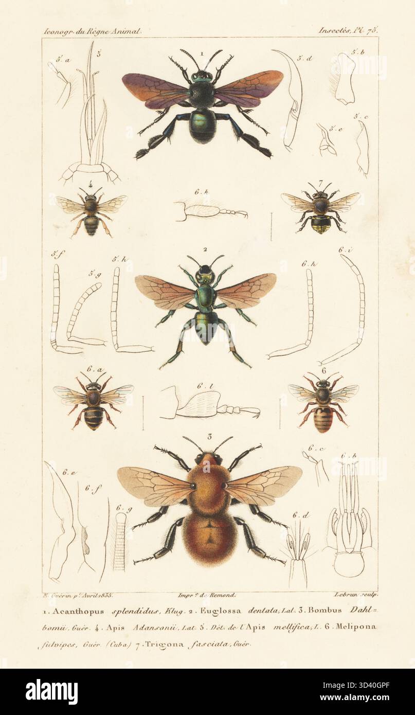 Acanthopus palmatus 1, Orchideenbiene, Euglossa dentata 2, und gefährdete Moscardonhummel, Bombus dahlbomii 3. Handkolorierter Stippelstich von Eugene Giraud nach einer Illustration von Felix-Edouard Guérin-Méneville aus Guérin-Ménevilles Iconographie du règne Animal de George Cuvier, Ikonographie des Tierreiches von George Cuvier, J. B. Bailliere, Paris, 1829-1844. Stockfoto