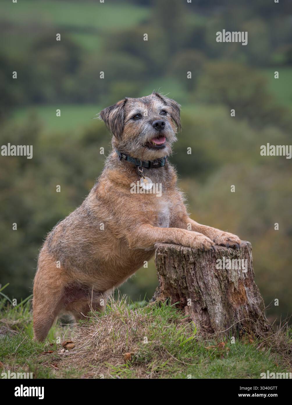 Border Terrier posiert mit Vorderpfoten auf Baumstumpf Stockfoto