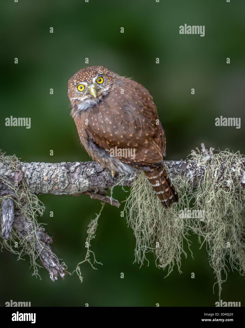 Die nördliche Pygmy-Owl ruht auf einer Zweigstelle auf Vancouver Island, Kanada Stockfoto
