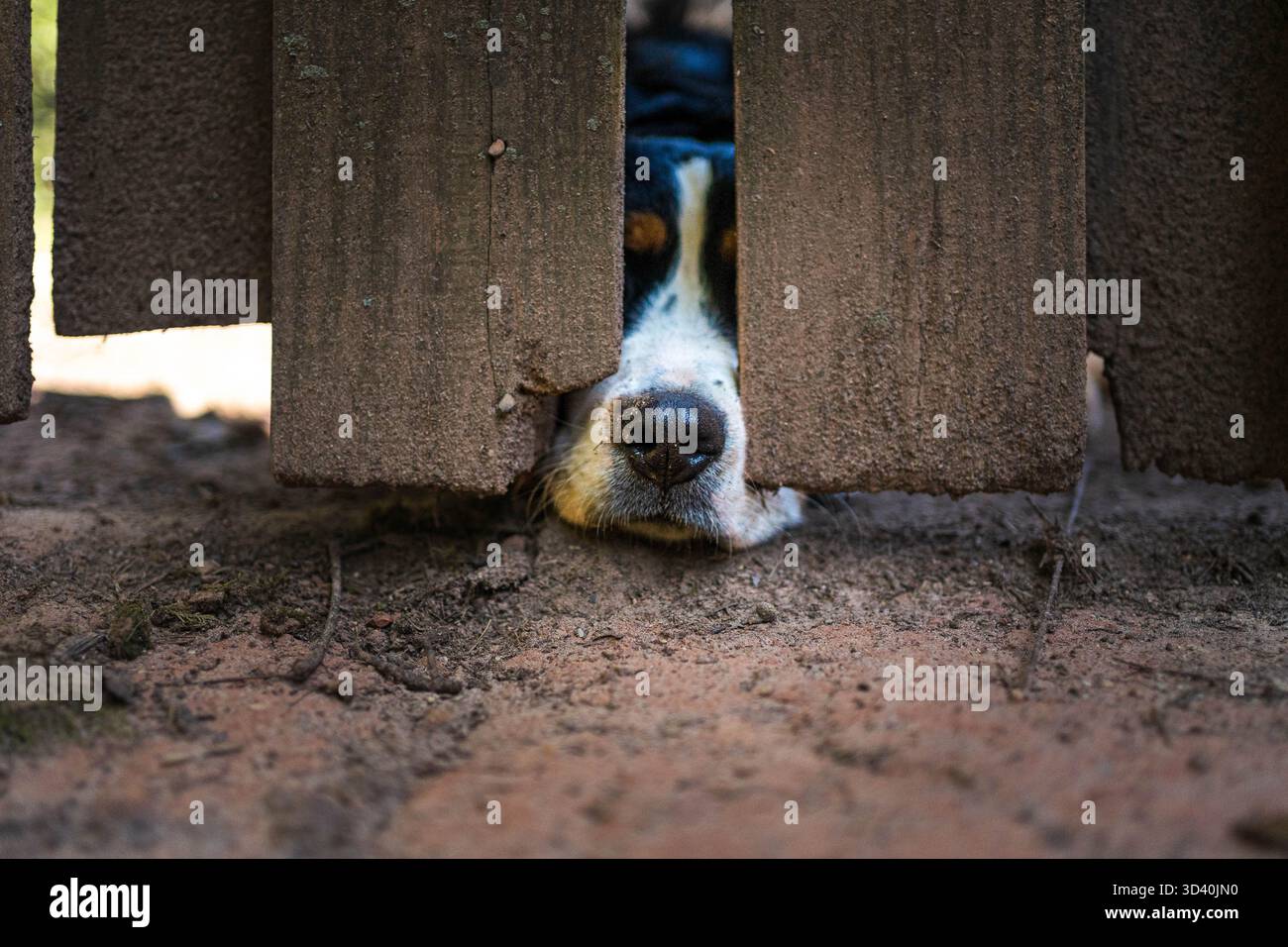 Berner Berghund steckt die Nase durch den Zaun. c Stockfoto