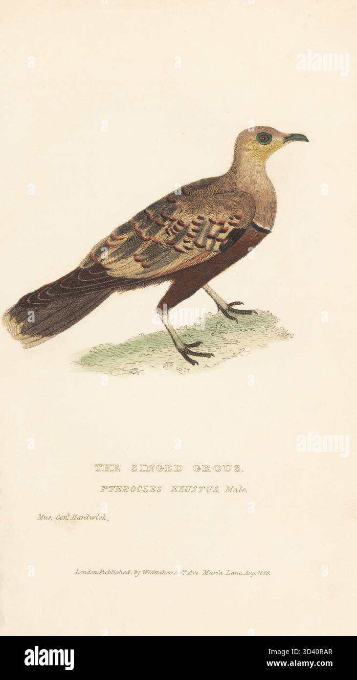 Kastanienbauchhuhn oder gewöhnliches Auerhuhn, Pterocles exsustus. Die versenkte Gussmauze. Gezeichnet von dem Naturforscher General Thomas Hardwicke von der British East India Company. Handkolorierter Kupferstich aus Edward Griffith's The Animal Kingdom von The Baron Cuvier, London, Whittaker, 1829. Stockfoto