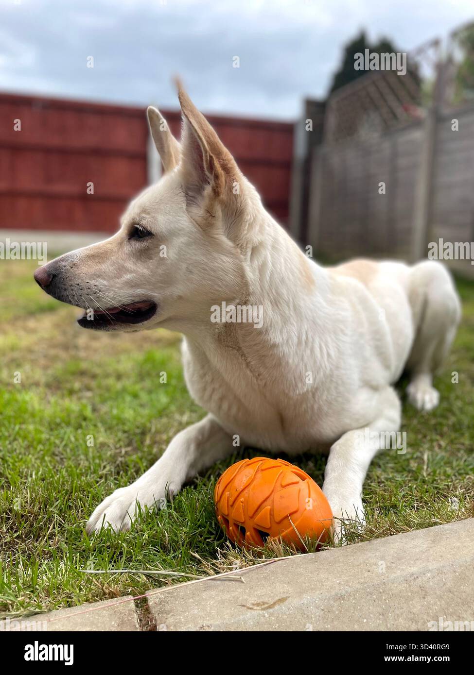 Can de Palleiro, spanischer Schäferhund mit Spielzeug im Garten Stockfoto