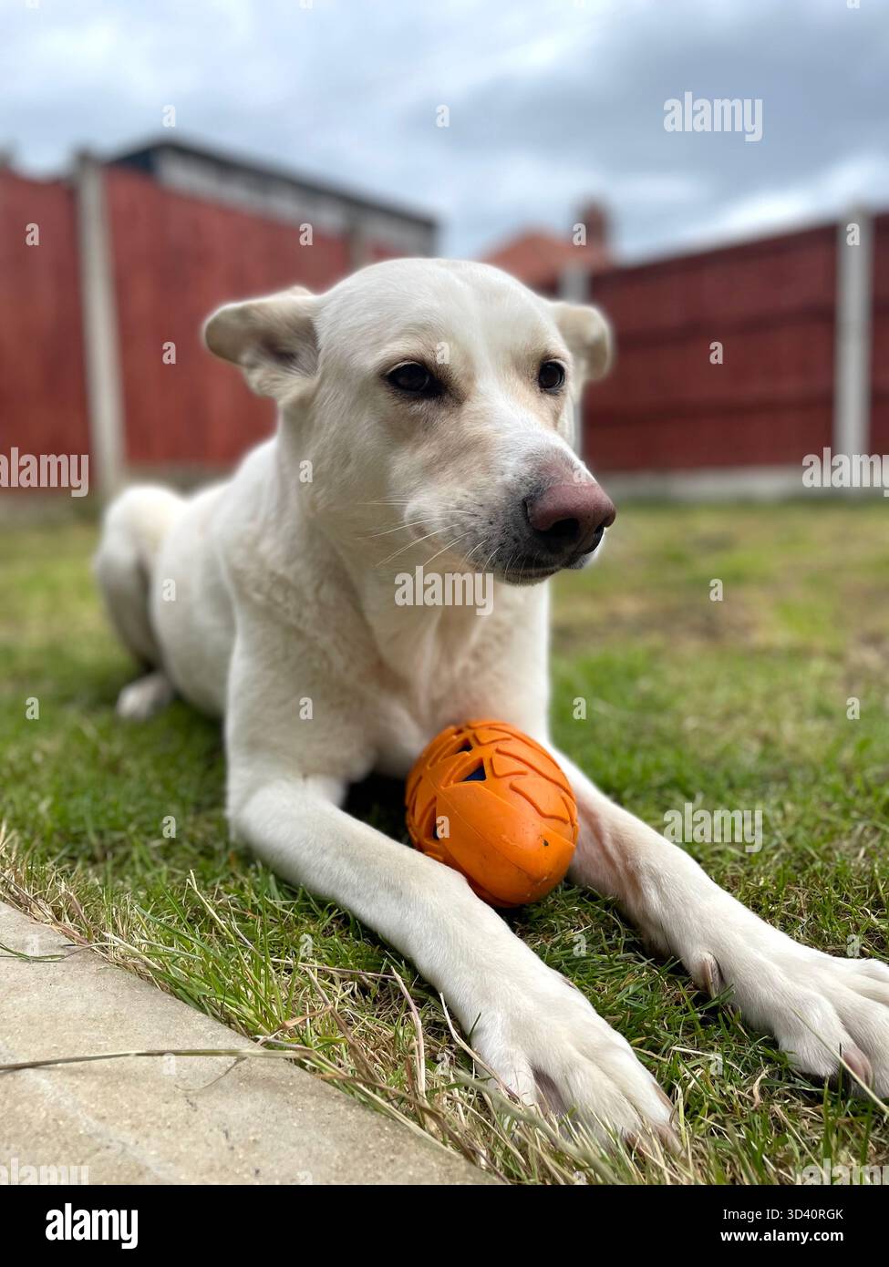 Can de Palleiro, spanischer Schäferhund mit Spielzeug im Garten Stockfoto