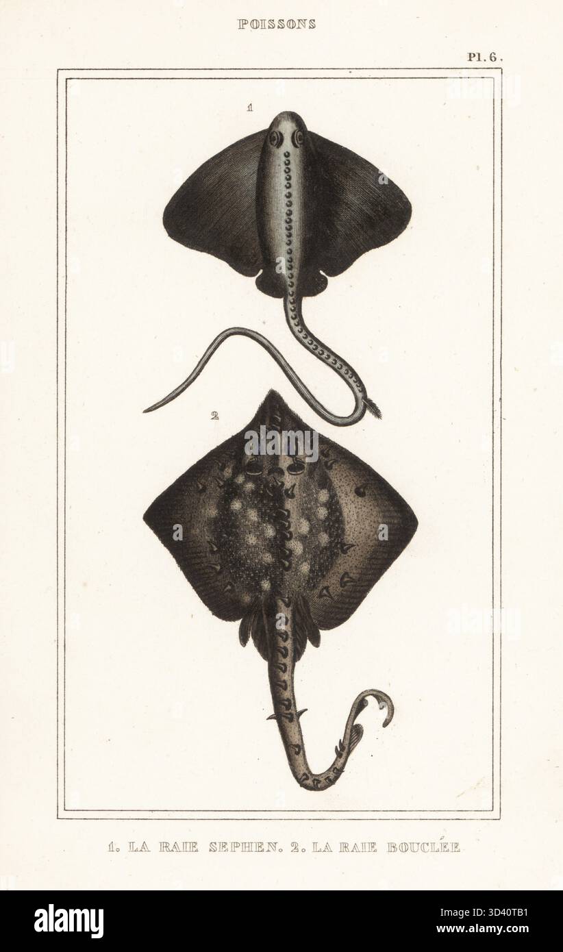 Cowtail Stachelrochen, Pastinachus sephen 1 und Dornback Rochen, Raja clavata 2. La Raie Sepsis, La Raie Bouclee. Handkolorierter Stippelstich aus dem Oeuvres du comte de Lacépède, comprenant l'histoire naturelle des Poissons, Paris, um 1850. Die nicht akkreditierten Illustrationen wurden aus Originalen von Jacques de Seve, Marcus Bloch, Robert Benard, Jean-Gabriel Pretre usw. kopiert Stockfoto