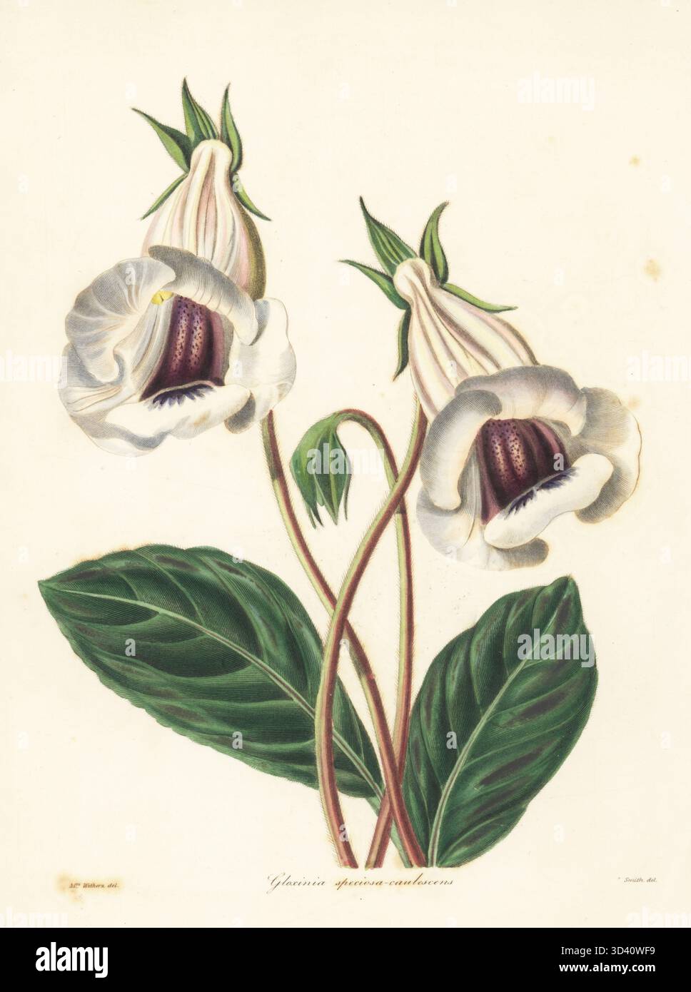 Sinningia speciosa Hybrid. Shewy caulescent gloxinia, Gloxinia speciosa-caulescens. Handkolorierter Kupferstich von S. Nevitt nach einer botanischen Illustration von Augusta Withers aus Benjamin Maund und Reverend John Stevens Henslows The Botaniker, London, 1838. Augusta Innes Withers (1793–1877) war Blumenmaler im Allgemeinen der Königin Adelaide. Stockfoto