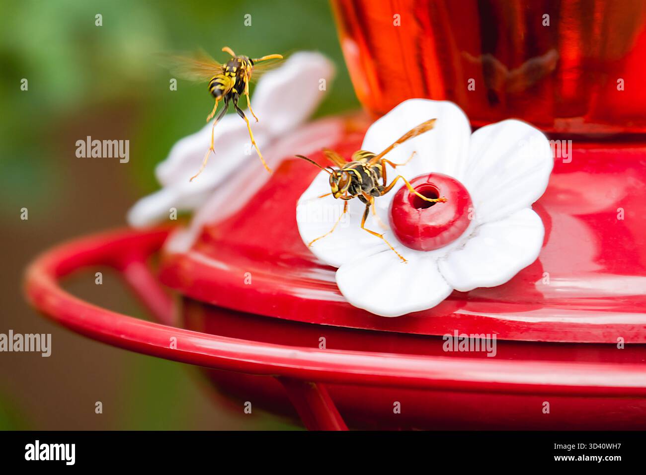 Zwei gelbe Jacken schwärmen einen roten Kolibri-Futterhäuschen, der aggressiv Nektar in einem Sommergarten in Wisconsin sucht. Stockfoto