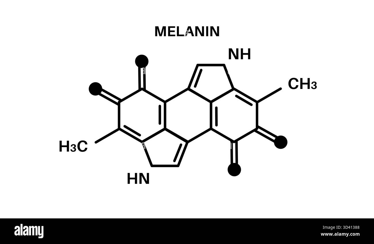 Zur Darstellung der chemischen Struktur des Melanins. Melanin ist ein komplexes, heterogenes Polymer, das aus Indol-basierten Einheiten besteht, die von der Aminosäure Tyrosin abgeleitet werden. Die genaue Anordnung dieser Monomere variiert, was zu verschiedenen Melaninarten mit einzigartigen Eigenschaften führt. Melanin schützt Haut, Haare und Augen vor UV-Strahlung, indem es Strahlen absorbiert und als natürliches Sonnenschutzmittel wirkt. Stockfoto