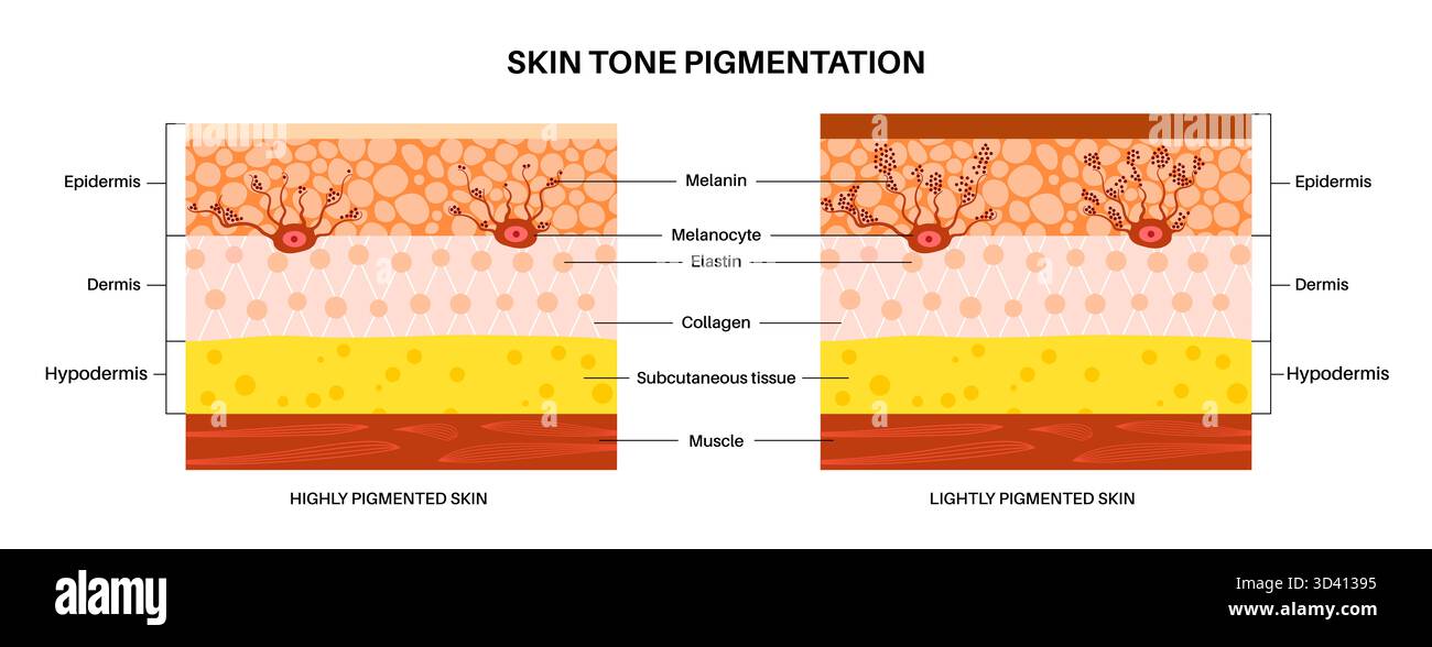 Illustration Hauttonpigmentierung. Melanozyten sind spezialisierte Zellen in der Epidermis, die Melanin produzieren, das Pigment, das für die Haut-, Haar- und Augenfarbe verantwortlich ist. Melanin schützt die Haut vor schädlicher UV-Strahlung, indem es es absorbiert und umverteilt. Stockfoto